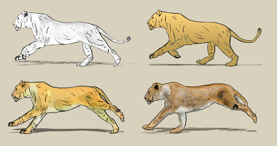 910x480 lioness drawing stock video footage - Lioness Drawing