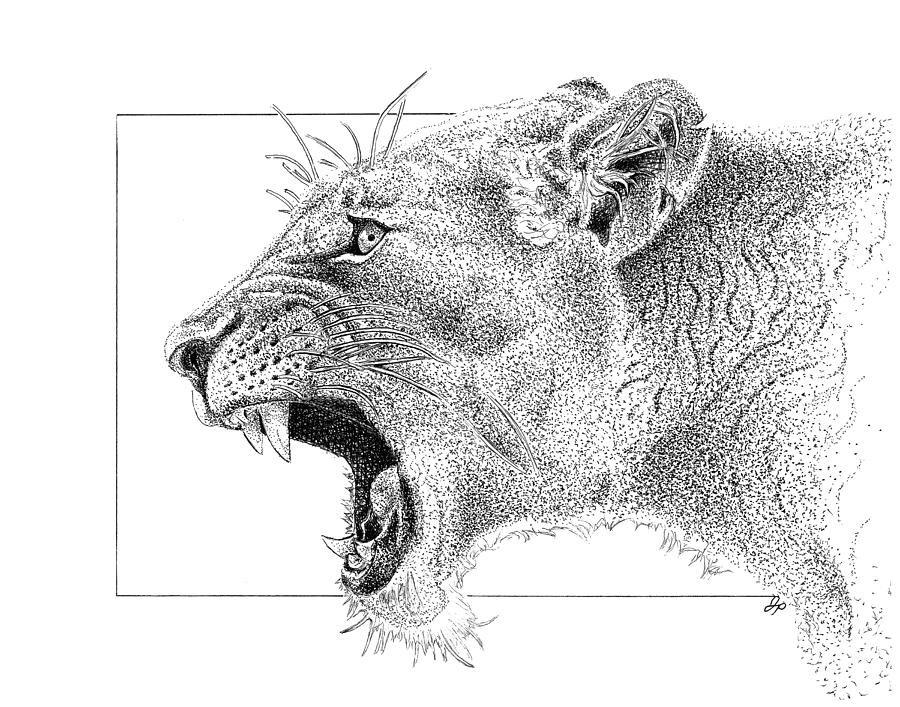 900x707 lioness drawing - Lioness Drawing