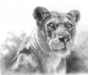 300x257 lioness drawing for free download - Lioness Drawing