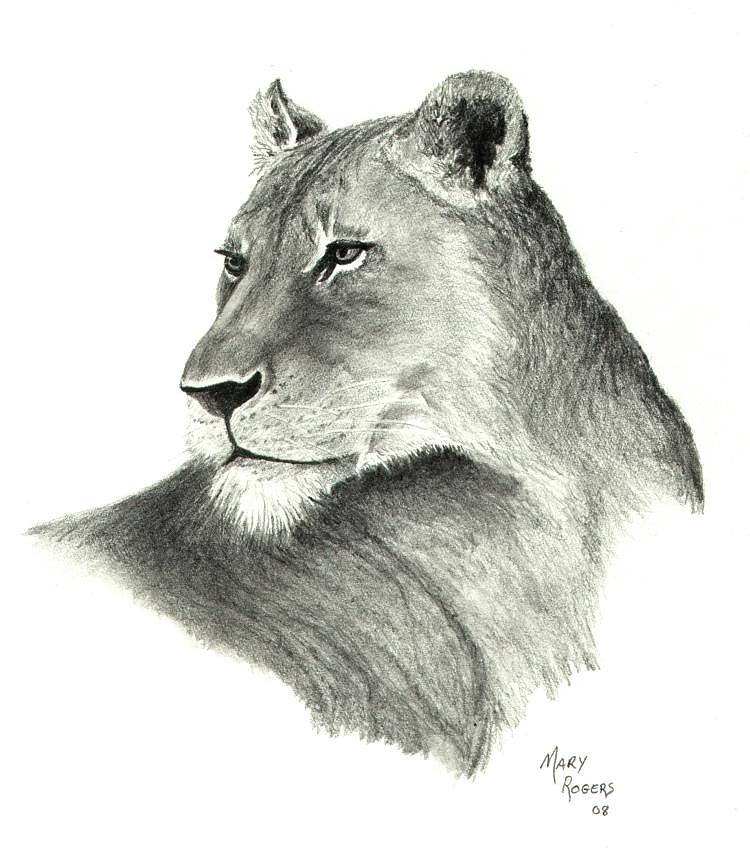 750x867 lioness drawing - Lioness Drawing