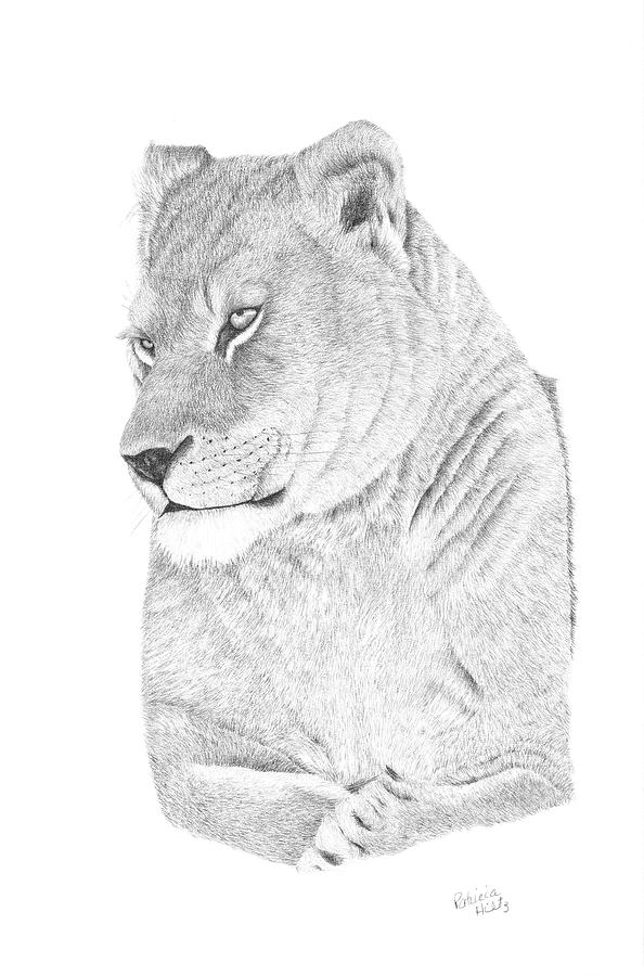 594x900 lioness drawing - Lioness Drawing