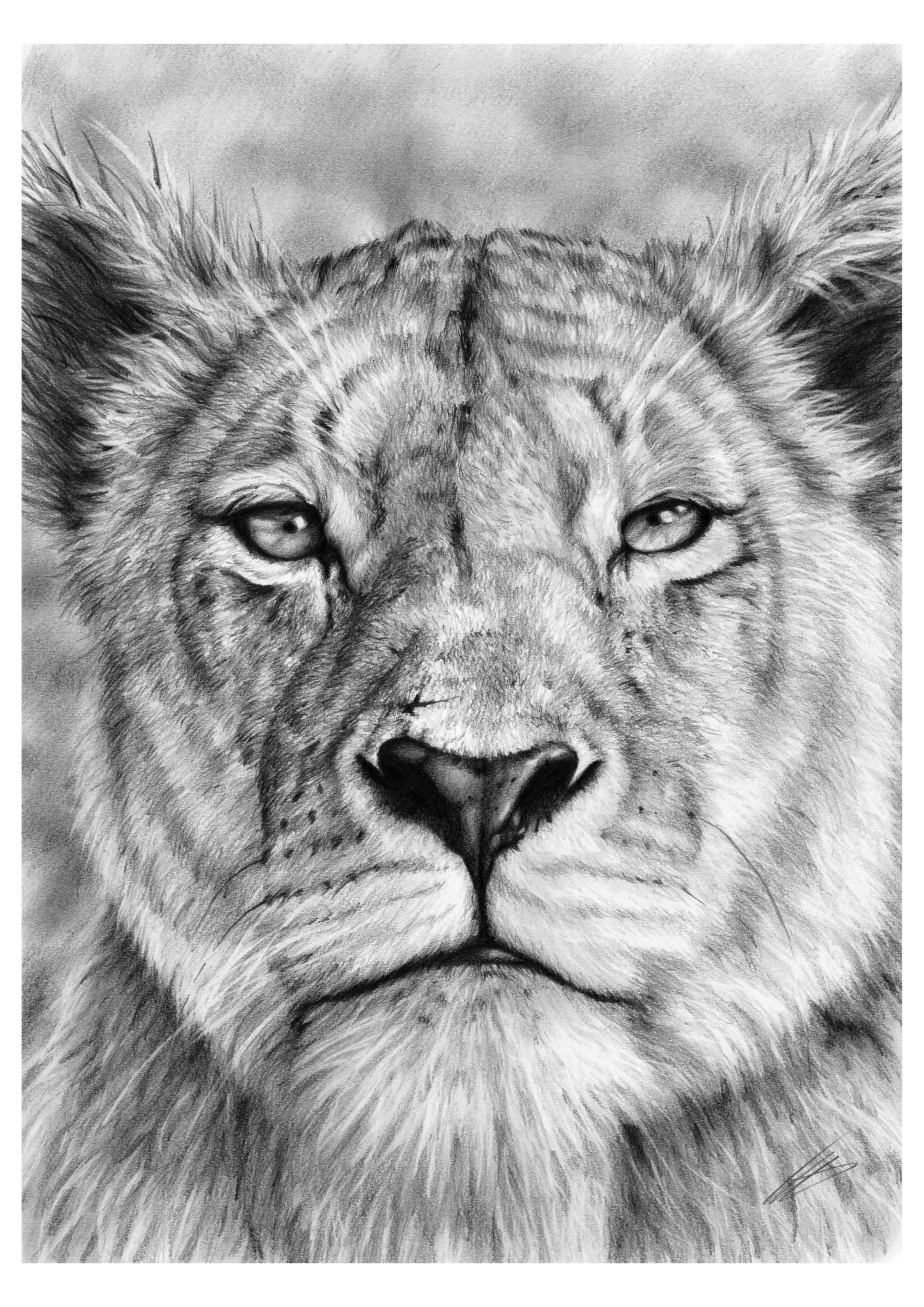 lioness drawing