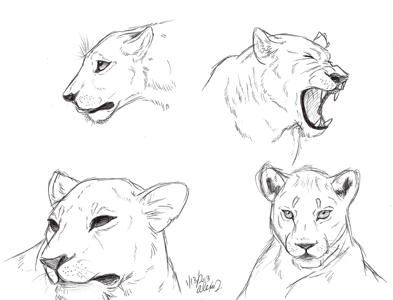 800x610 lioness drawing free download - Lioness Drawing