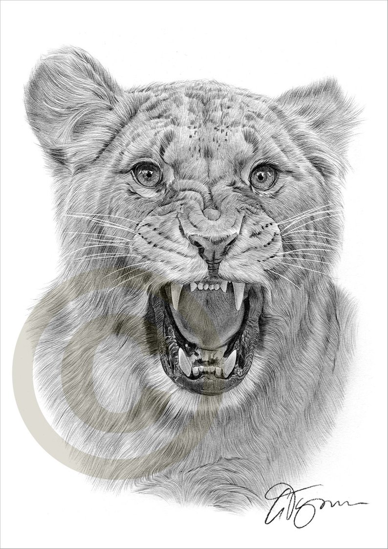 794x1123 lioness watercolour pencil drawing print big cat art etsy - Lioness Drawing