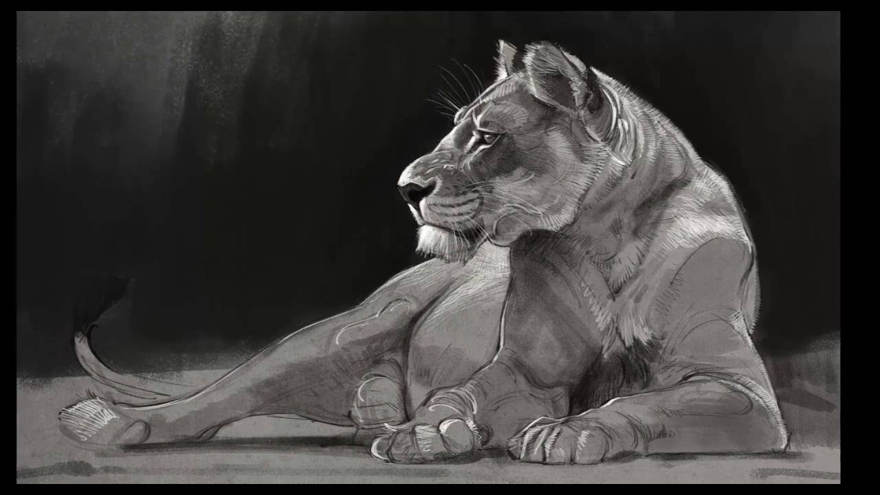 1280x720 Speed Paint - Lioness Drawing