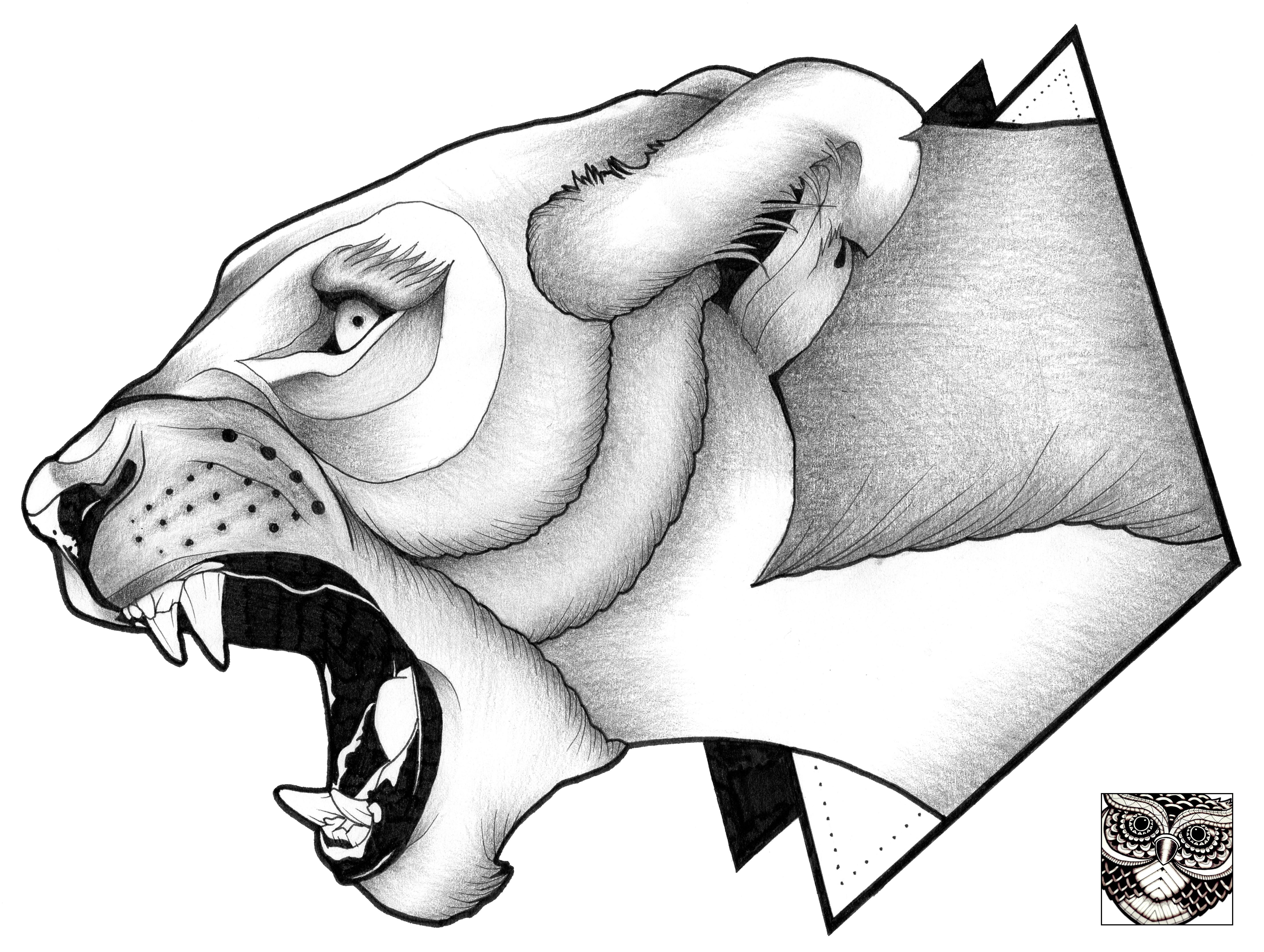 5704x4295 angry lioness - Lioness Drawing