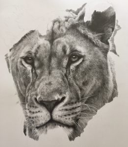 261x300 lioness drawing - Lioness Drawing