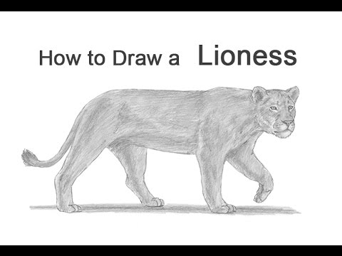 480x360 how to draw a lioness - Lioness Drawing