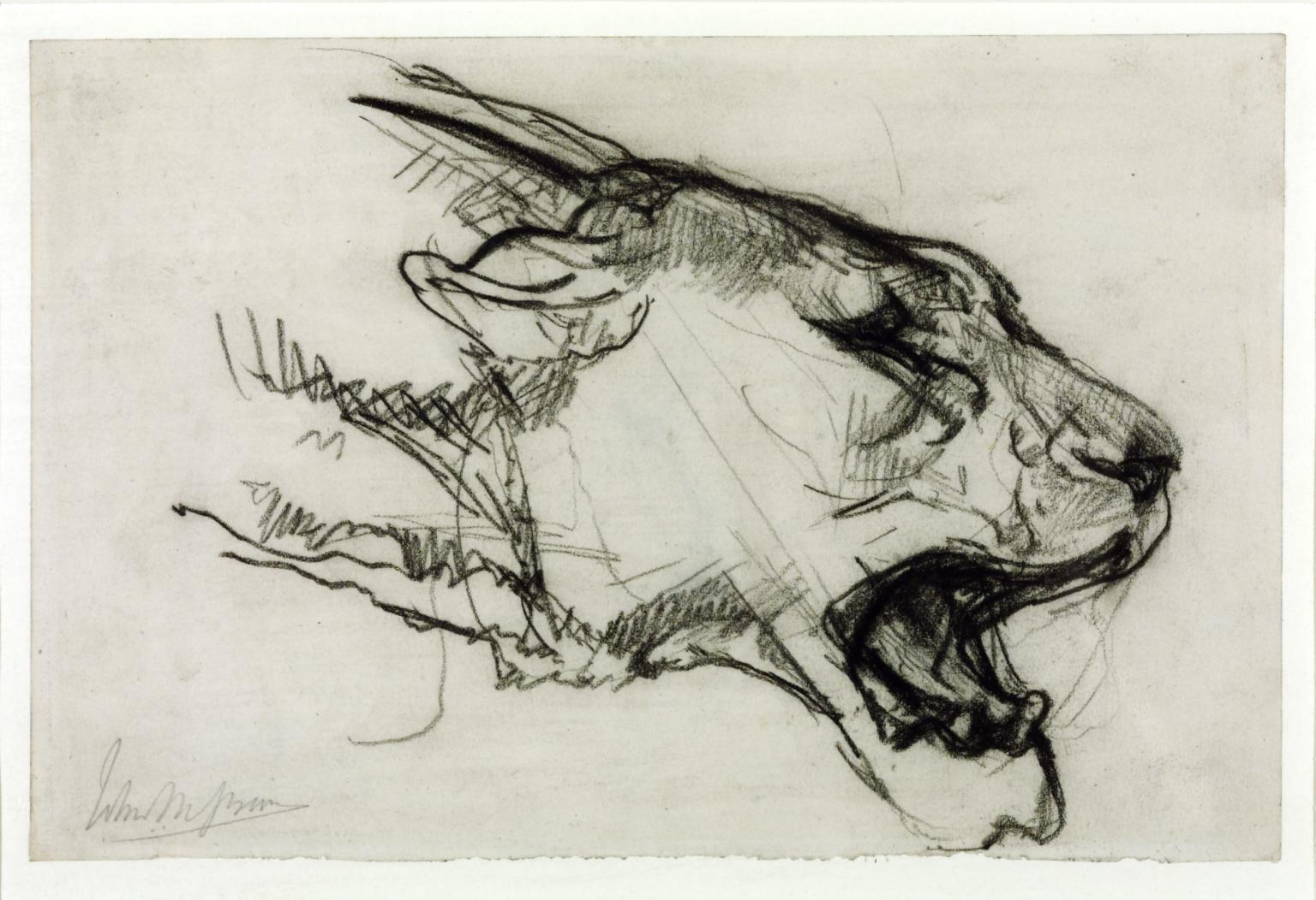 1536x1052 head of a lioness', john macallan swan tate - Lioness Head Drawing