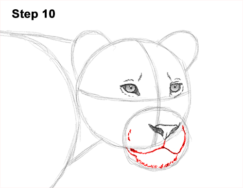 500x387 how to draw a lioness - Lioness Head Drawing