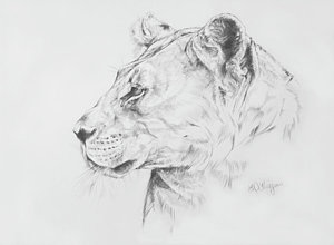 300x220 lioness drawings fine art america - Lioness Head Drawing