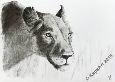 375x268 lioness head, original charcoal drawing drawing - Lioness Head Drawing
