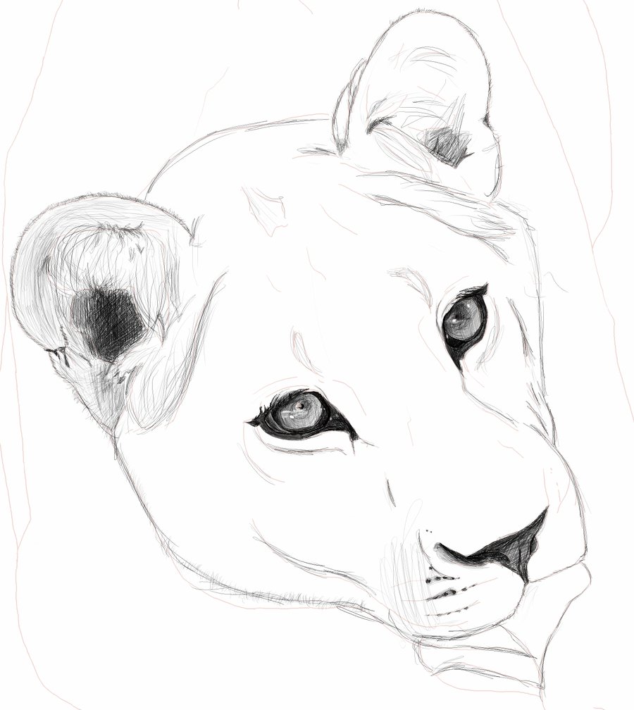 900x1008 lioness drawing head for free download - Lioness Head Drawing