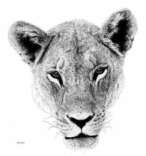 474x507 lioness head drawing gtgt - Lioness Head Drawing