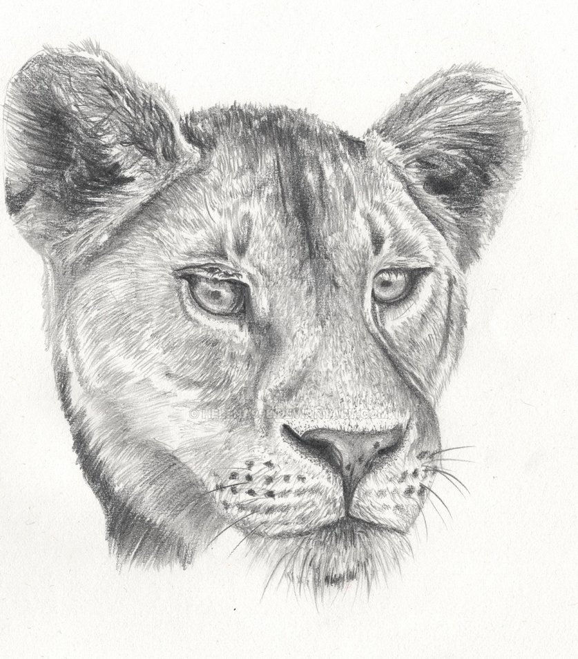 837x955 lioness head - Lioness Head Drawing