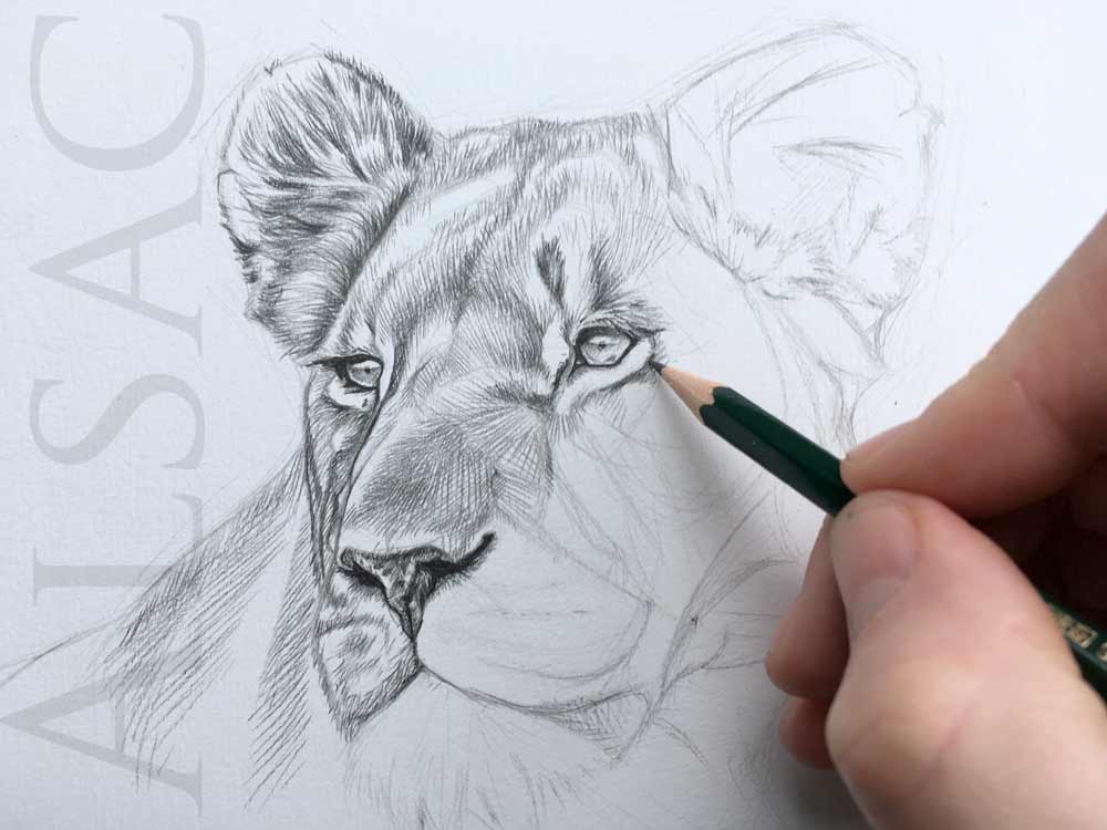 1000x750 lioness portrait illustration - Lioness Head Drawing