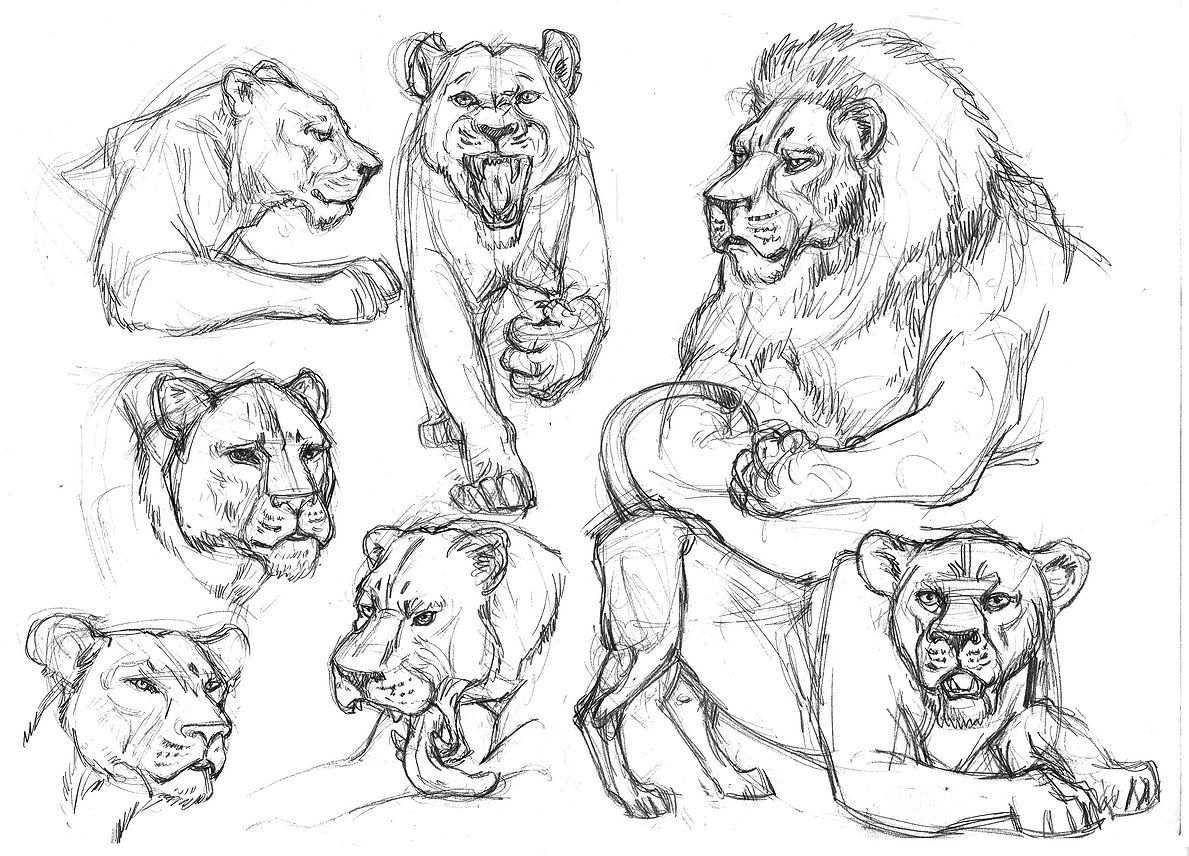 1189x856 lioness drawing profile for free download - Lioness Head Drawing