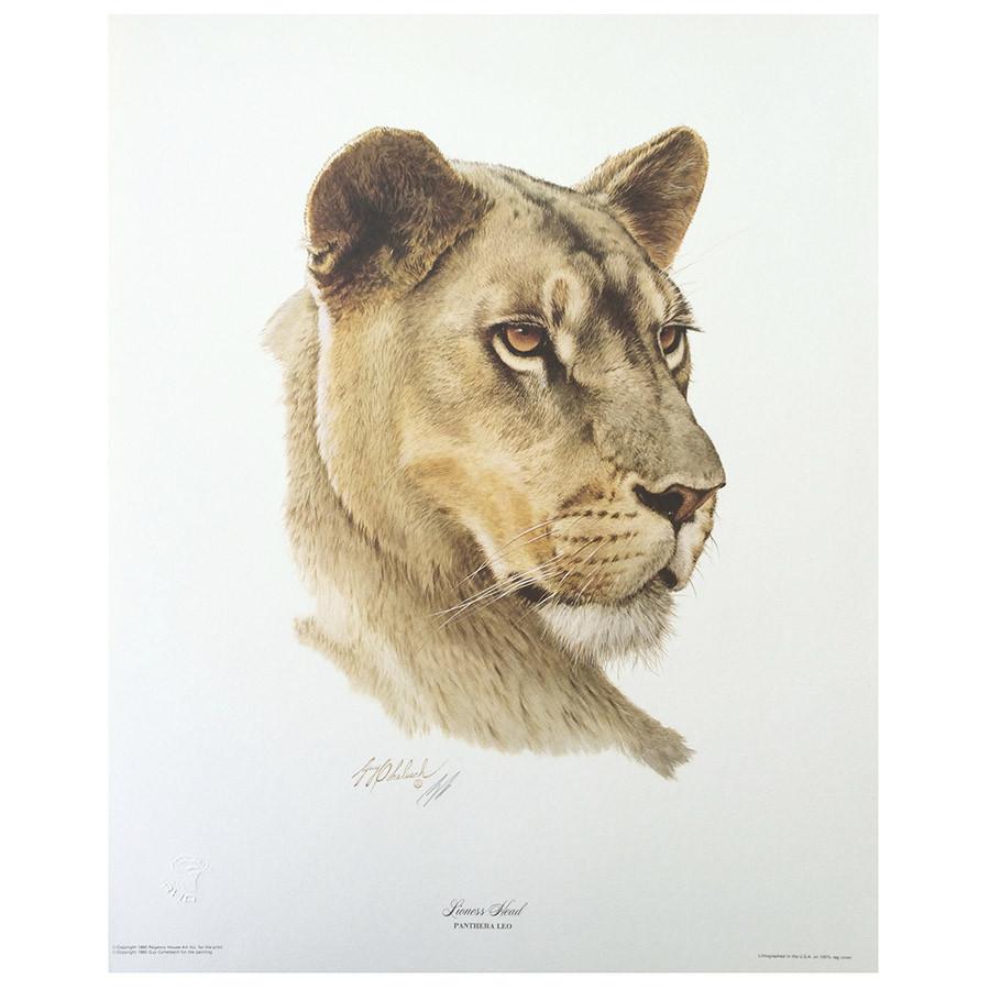 900x900 Print - Lioness Head Drawing
