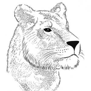 300x300 stock illustration lioness with wings vector drawing sohadacouri - Lioness Head Drawing