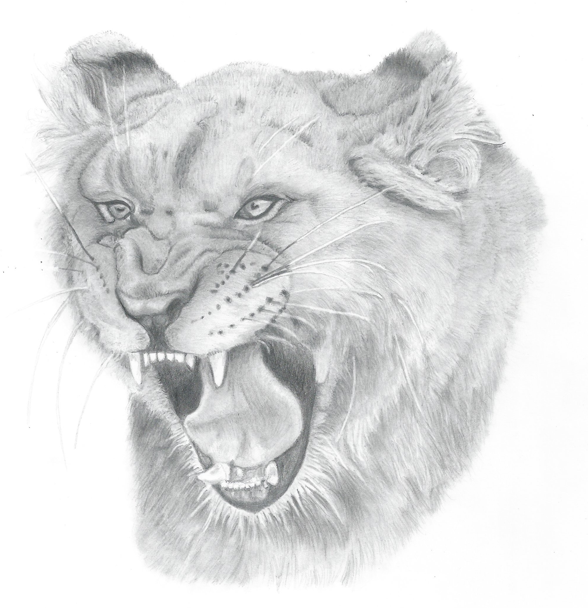 Lioness Head Drawing at Explore collection of