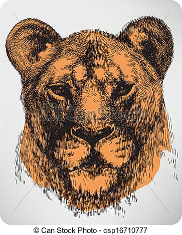 363x470 animal lioness, hand drawing vector illustration - Lioness Head Drawing