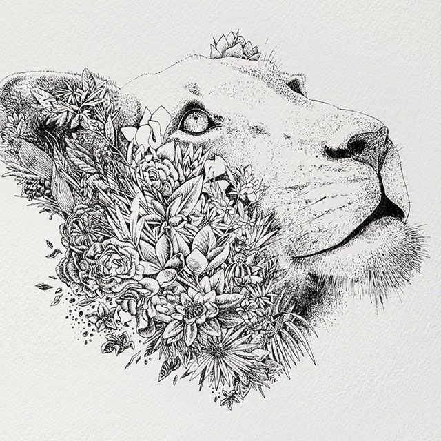 640x640 collection of 'lioness head drawing' download more than images - Lioness Head Drawing