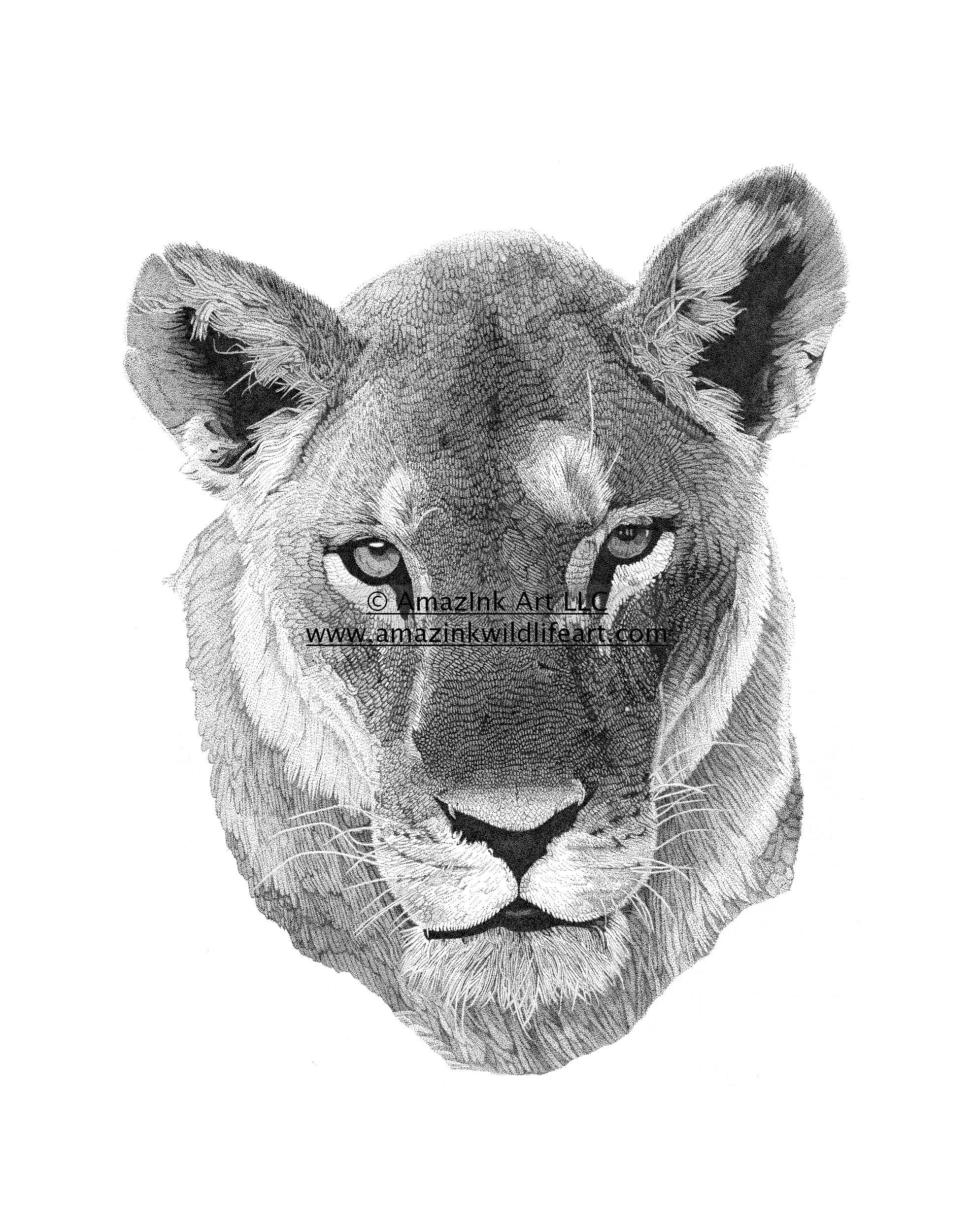 1979x2500 drawings tagged lioness - Lioness Head Drawing