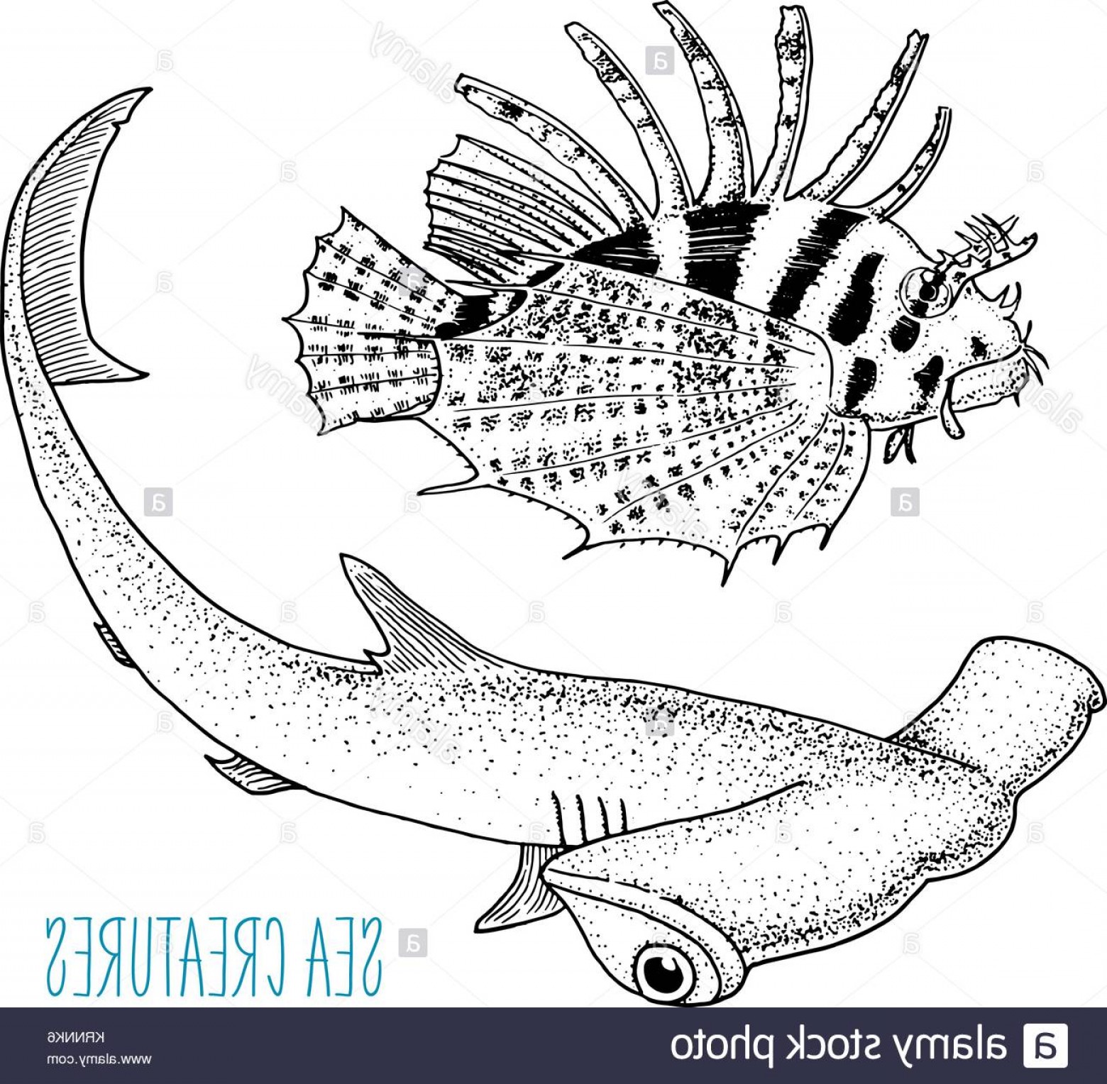 1560x1528 Lion Fish Vector Soidergi - Lionfish Drawing