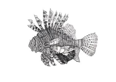 375x265 Lionfish Drawing - Lionfish Drawing