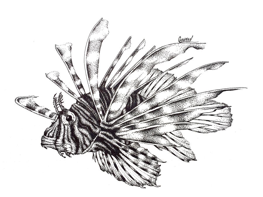900x675 Lionfish Drawing - Lionfish Drawing