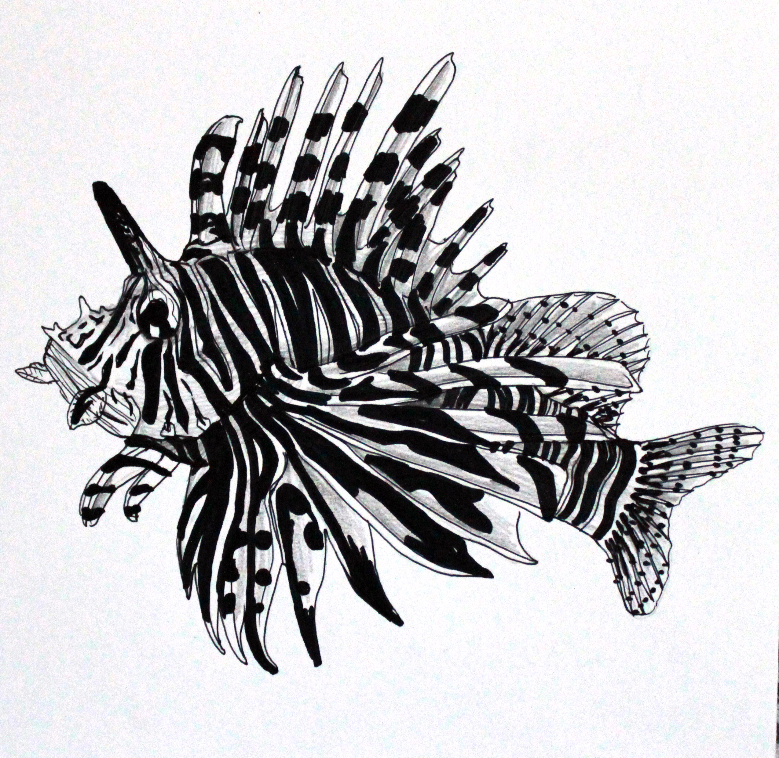 2550x2484 Lionfish Drawing - Lionfish Drawing