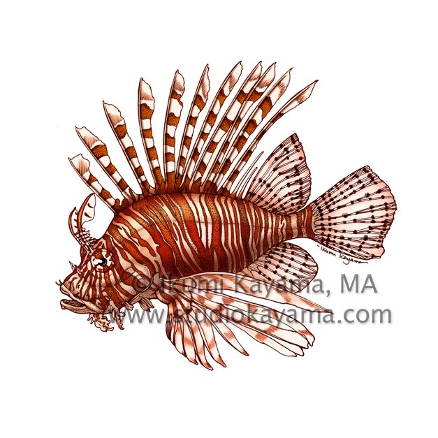 627x627 Studio Kayama Red Lionfish - Lionfish Drawing
