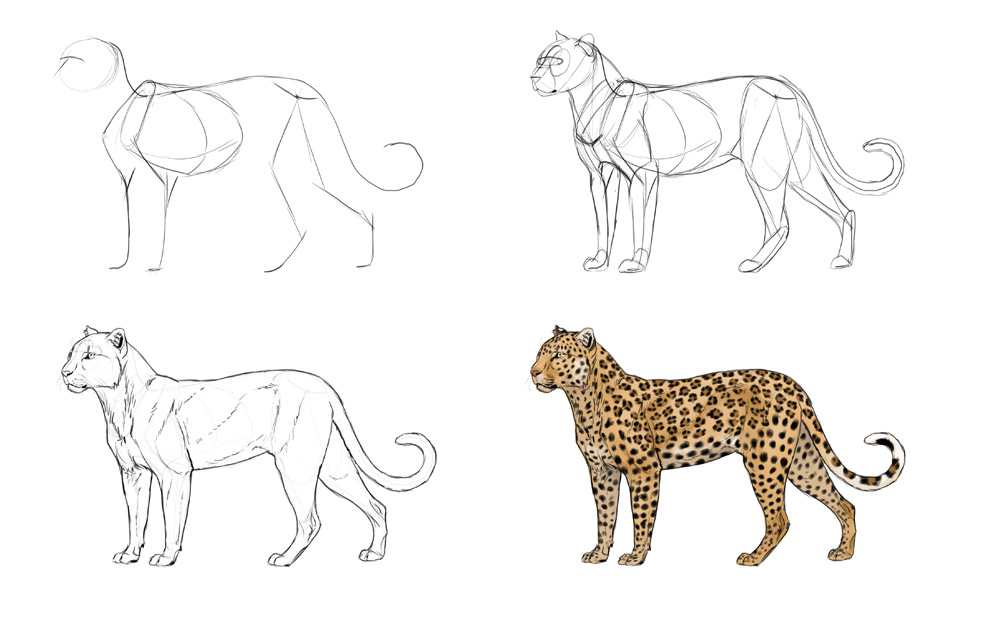 1000x618 how to draw big cats lions, tigers, cheetahs, and much more - Lions Fighting Drawing