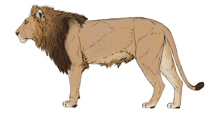 688x364 how to draw big cats lions, tigers, cheetahs, and much more - Lions Fighting Drawing