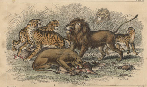 600x355 Lion Vs Tiger Fight Drawing - Lions Fighting Drawing