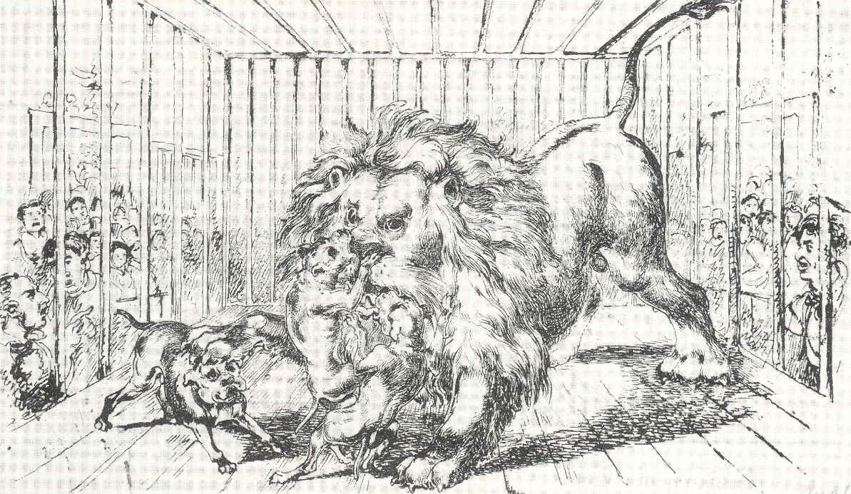 1193x693 Lion Baiting - Lions Fighting Drawing