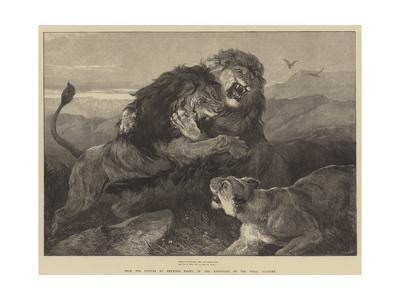 400x300 lions fighting giclee print - Lions Fighting Drawing