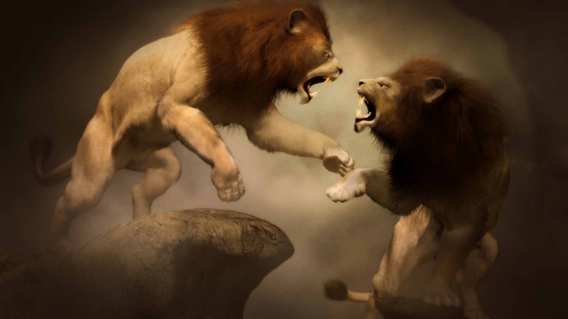 1920x1080 lions fighting wallpaper - Lions Fighting Drawing