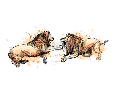 400x320 two fighting lions from a splash of watercolor, hand drawn sketch - Lions Fighting Drawing