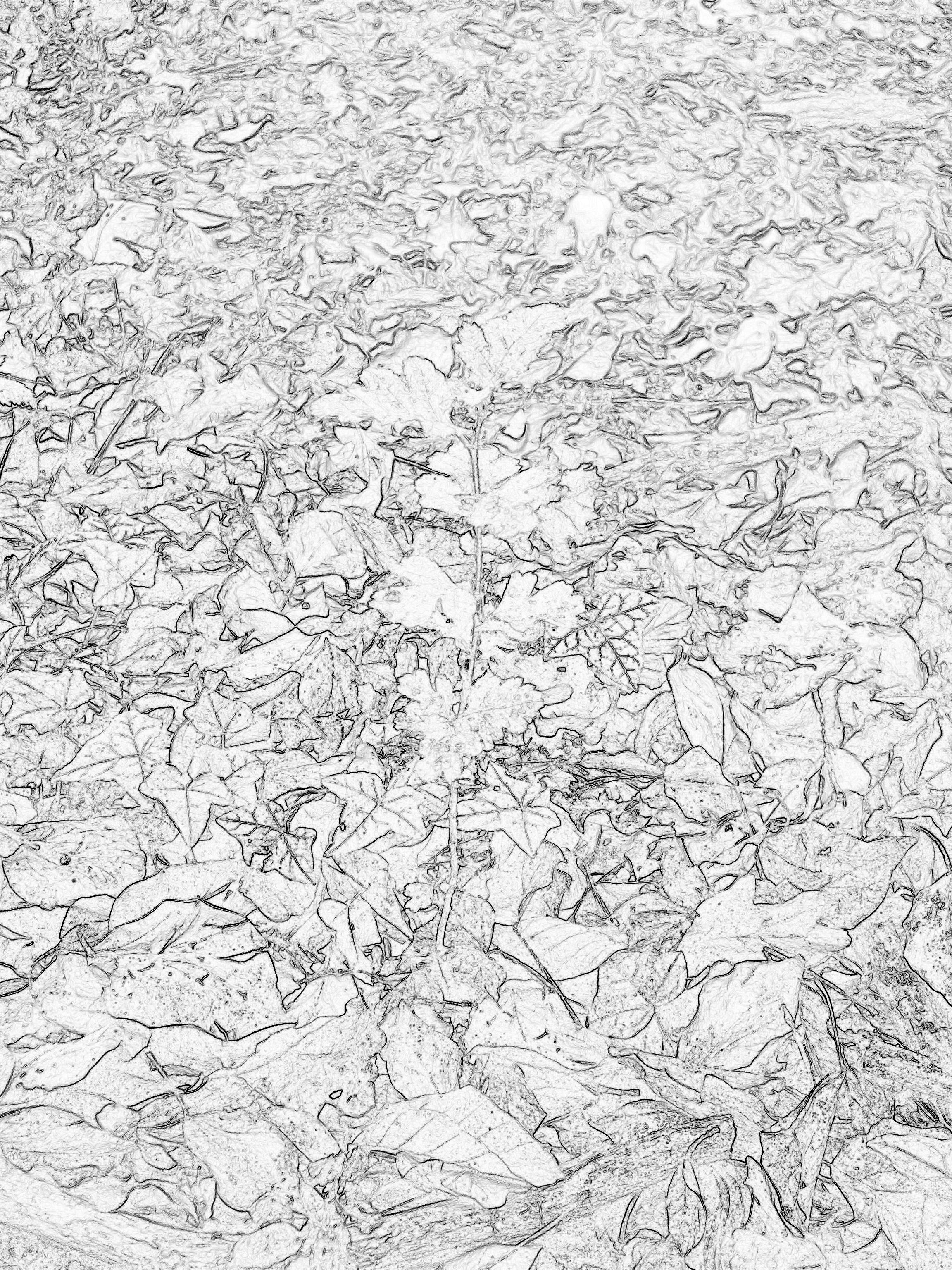 2304x3072 leaf litter and oak in draw mode sammi loves books - Litter Drawing