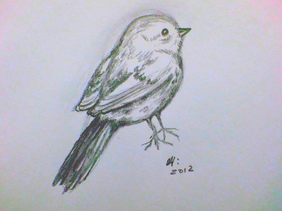 900x675 Little Bird Drawing - Little Bird Drawing