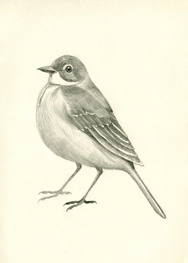 642x900 Little Bird Drawing - Little Bird Drawing