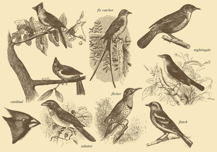 700x490 Little Bird Drawings - Little Bird Drawing