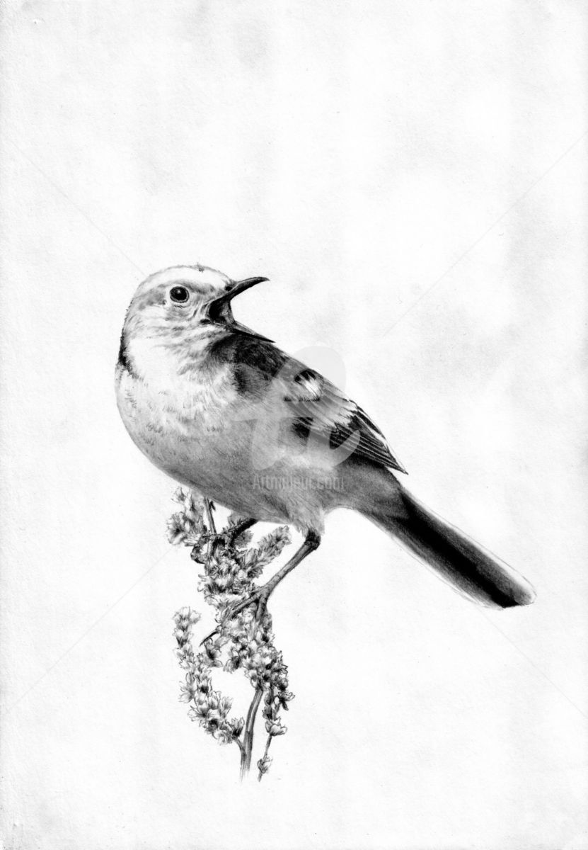 831x1200 Little Bird - Little Bird Drawing