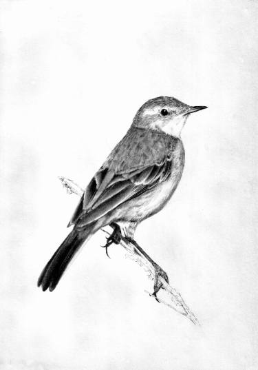 Little Bird Drawing at PaintingValley.com | Explore collection of ...