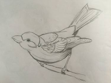 375x281 Little Bird Drawing - Little Bird Drawing