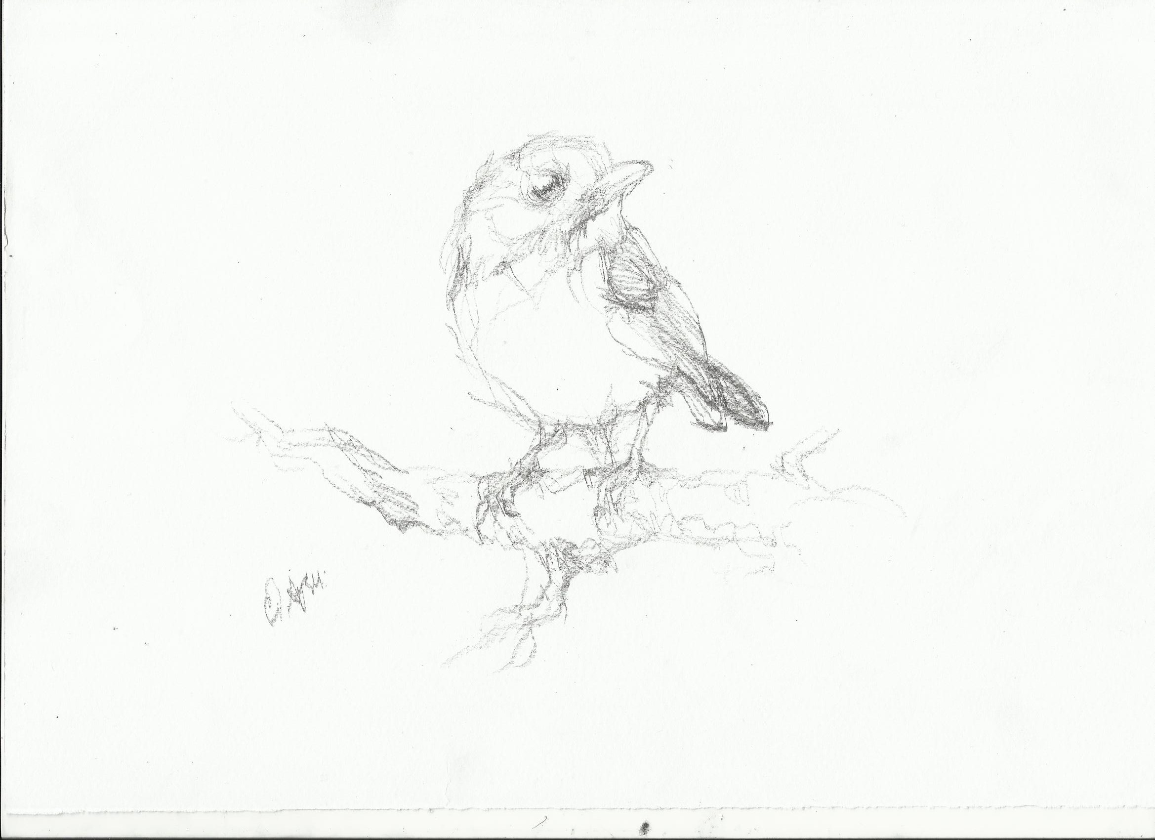 2338x1700 Little Bird Nightwithdeer - Little Bird Drawing