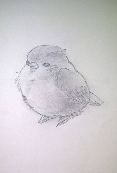400x591 Fat Little Bird - Little Bird Drawing