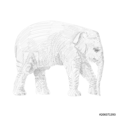 500x500 little elephant is walking, moving forward, sketch vector graphics - Little Elephant Drawing