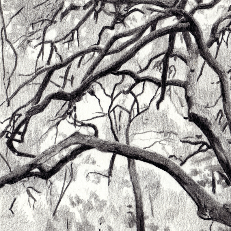 800x800 live oak, drawings, the art of max voss nester - Live Oak Drawing